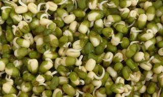 长豆芽的种植方法 绿豆芽种植方法